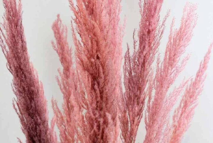 Shop Pink Preserved Pampas Grass | Plantshop.me UAE