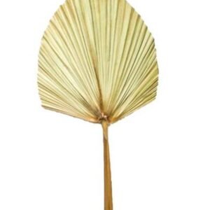 Shop Preserved Palm Spear | Exotic Decor at Plantshop.me