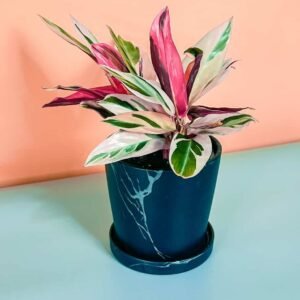Stromanthe Sanguinea Triostar - Indoor Plants | Plantshop.me