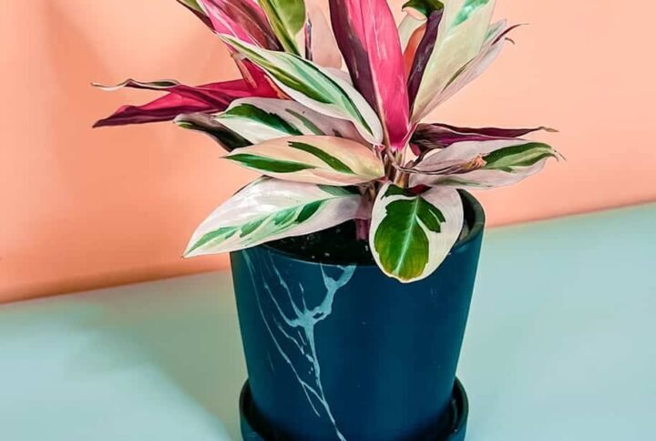 Stromanthe Sanguinea Triostar - Indoor Plants | Plantshop.me