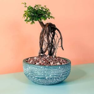 Sweet Plum Dwarf Bonsai: Miniature Trees | Plantshop.me