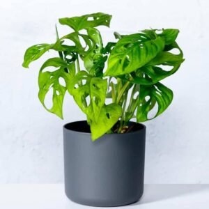 Swiss Cheese Vine - Indoor Plants | Plantshop.me