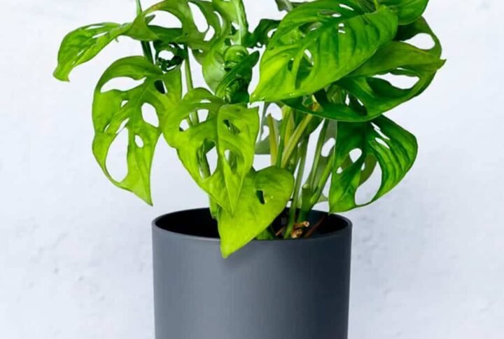 Swiss Cheese Vine - Indoor Plants | Plantshop.me