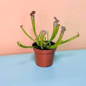 Trumpet Pitcher Carnivorous - Exotic Indoor Plants | Plantshop.me