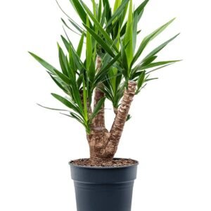 Yucca Branched - Air Purifying - Indoor Plants | Plantshop.me