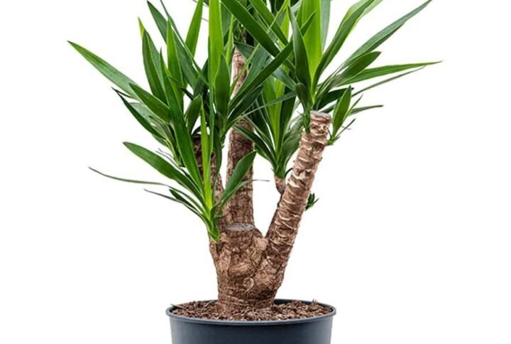 Yucca Branched - Air Purifying - Indoor Plants | Plantshop.me