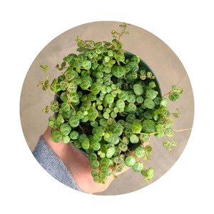 Fruits and Vegetable Plant