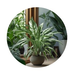Bedroom Indoor Plants