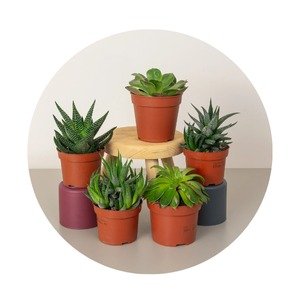 Classic Plant Pots