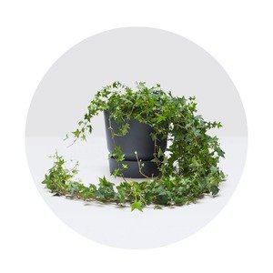 Plants Cutting in Water