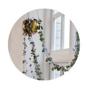 Corridor & Hallway Indoor Plants