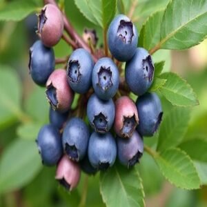 Blueberry Seeds