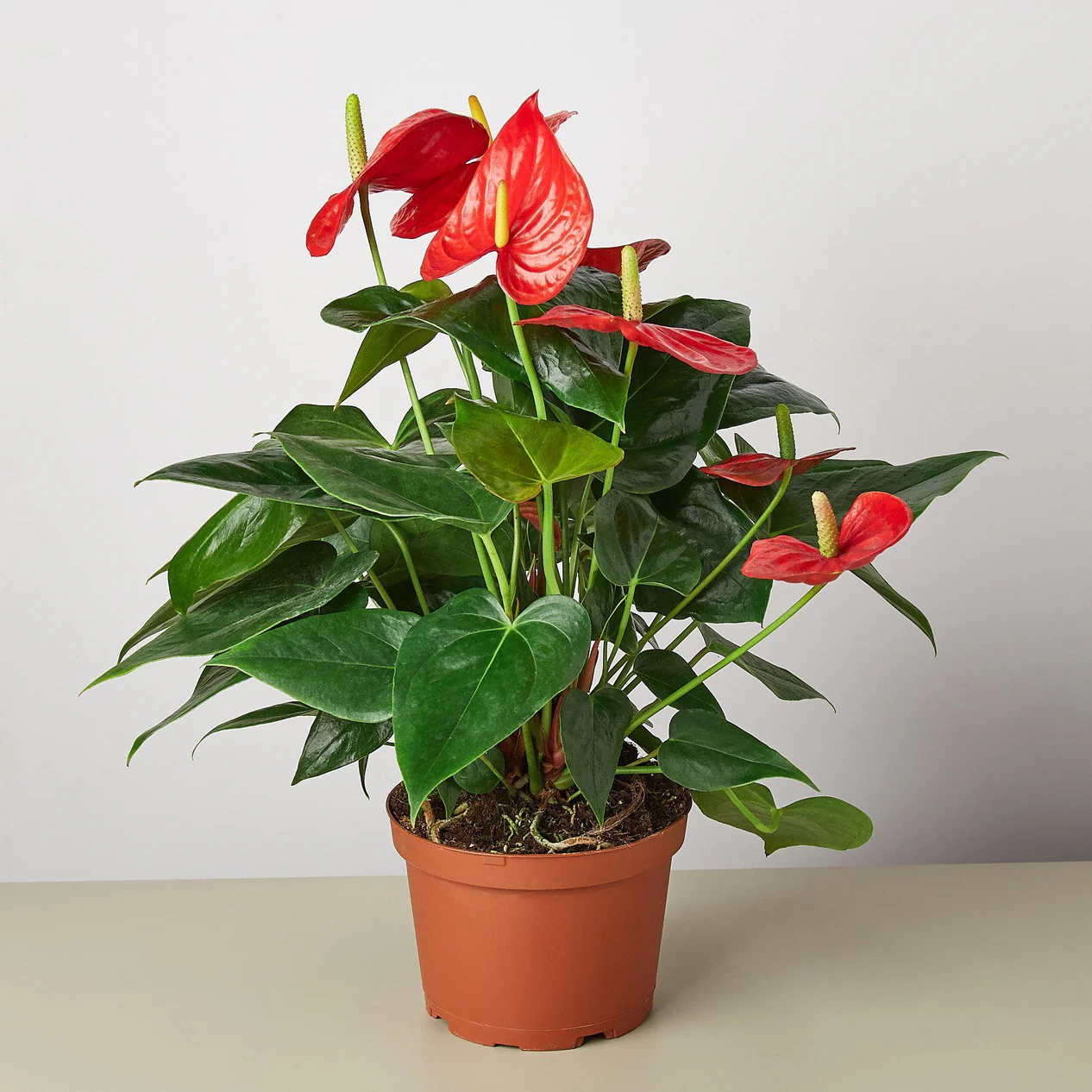 1-Anthurium-Red-6_1266x1266.webp