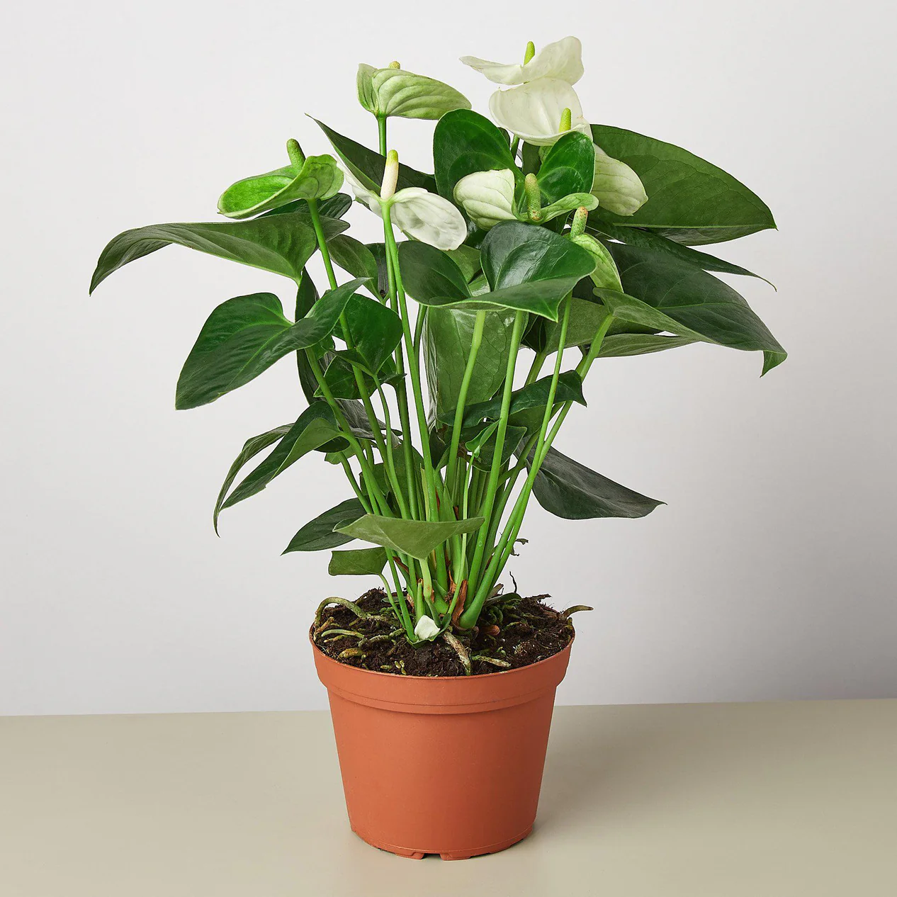 1-Anthurium-White-6_1266x1266.webp