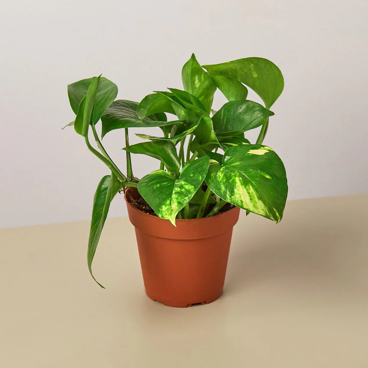 1-Pothos-Golden-4MAIN_1266x1266