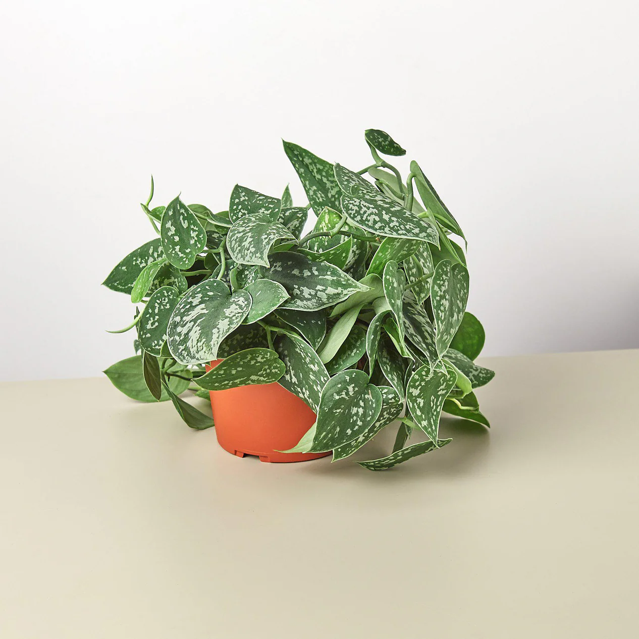 1-Pothos-Satin-6_11_1266x1266.webp