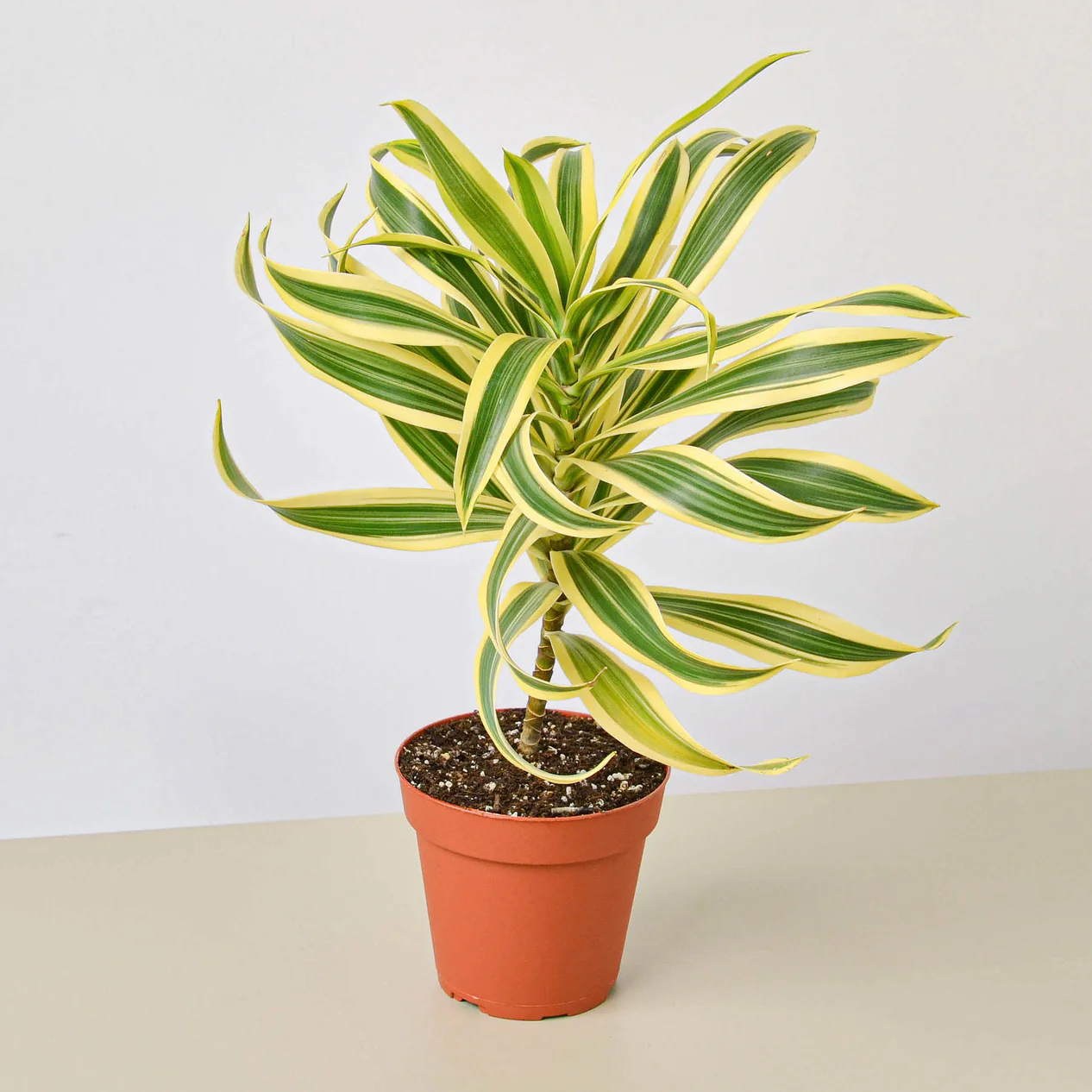 4_DRACAENA_SONG.OF_.INDIA_1_1266x1266.webp