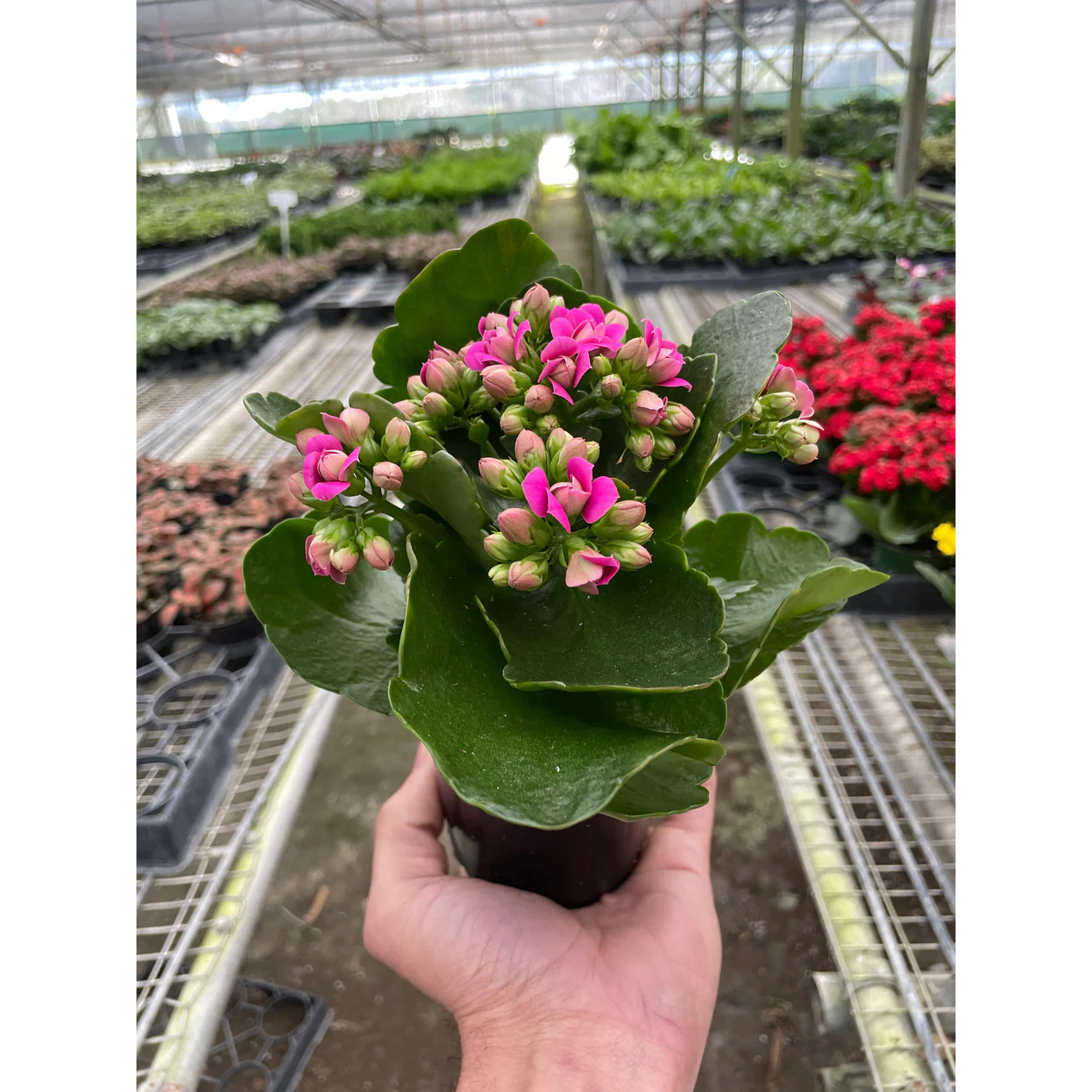 4_KALANCHOE_PINK_TEMP_2.23.24_1266x1266.webp