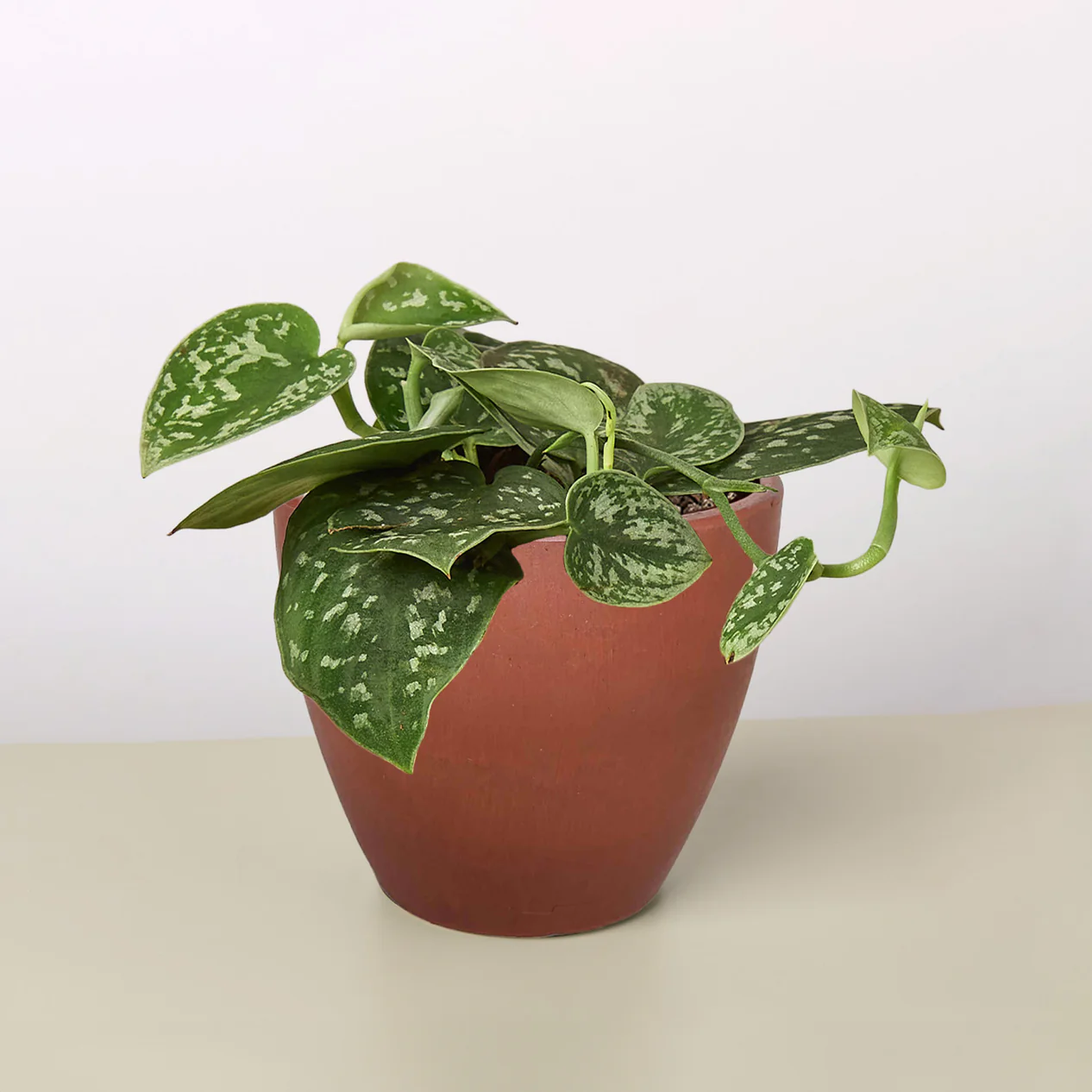 4_TERRA.COTTA_ECO_POT_POTHOS_SATIN_1266x1266.webp