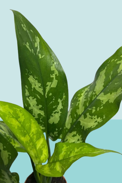 Aglaonema-Maria-Mini-1.png