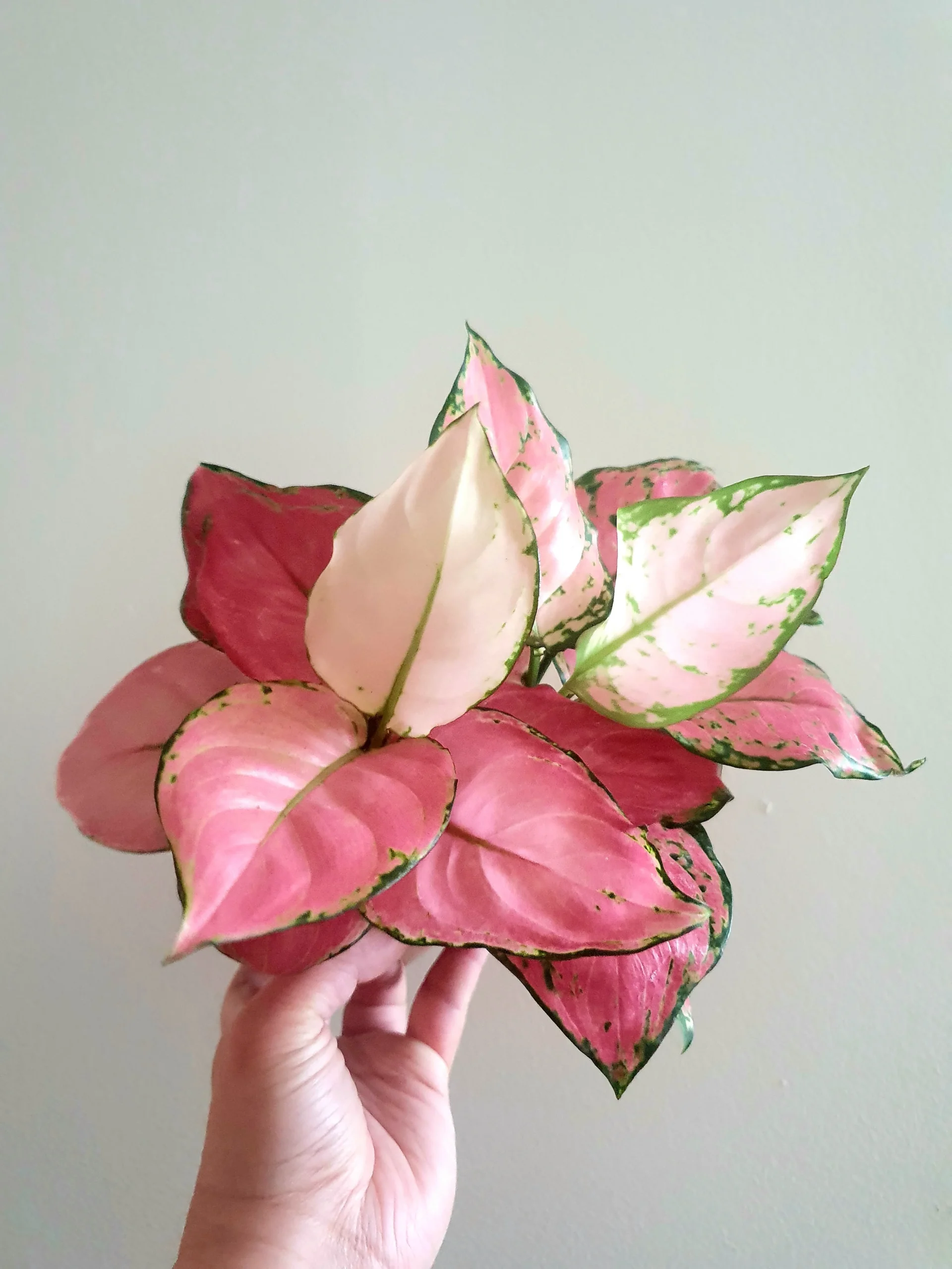 Aglaonema-Pink-Star-scaled-1.webp