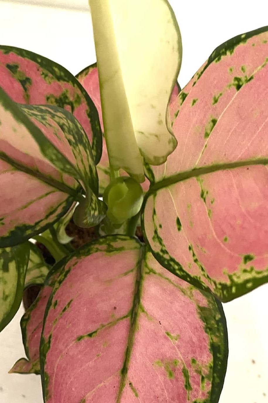 Aglaonema-Pink-Star.jpg