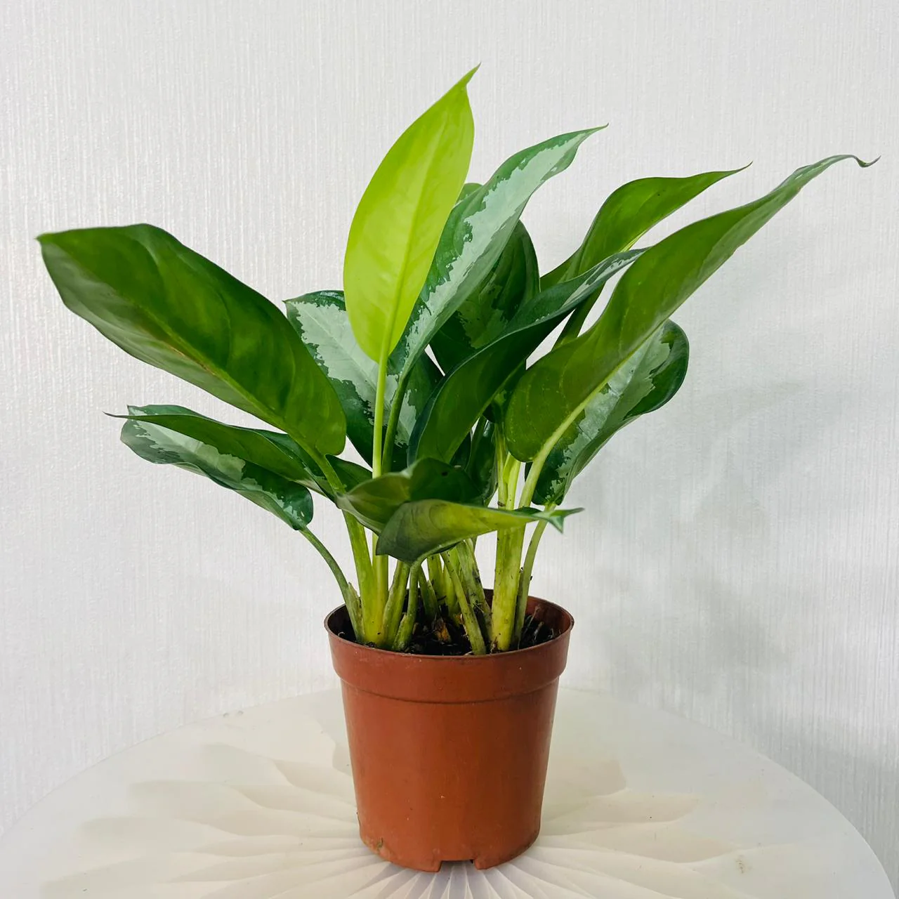 Aglaonema Plant – Chinese Evergreen gp.ae