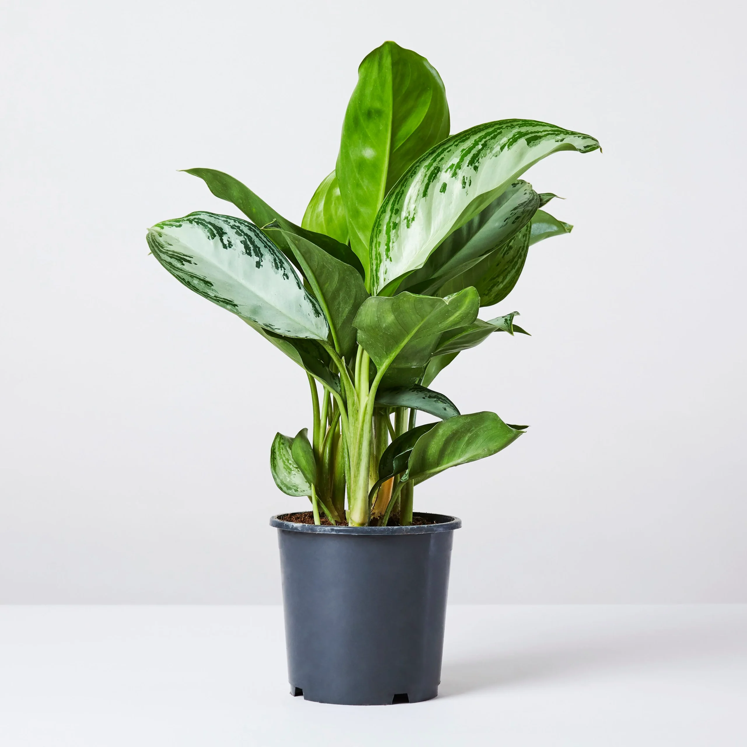 Aglaonema-Silver-Bay-scaled-1.webp