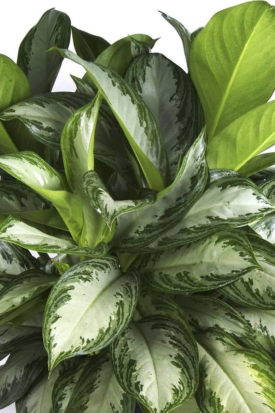 Aglaonema-Silver-Bay.jpg