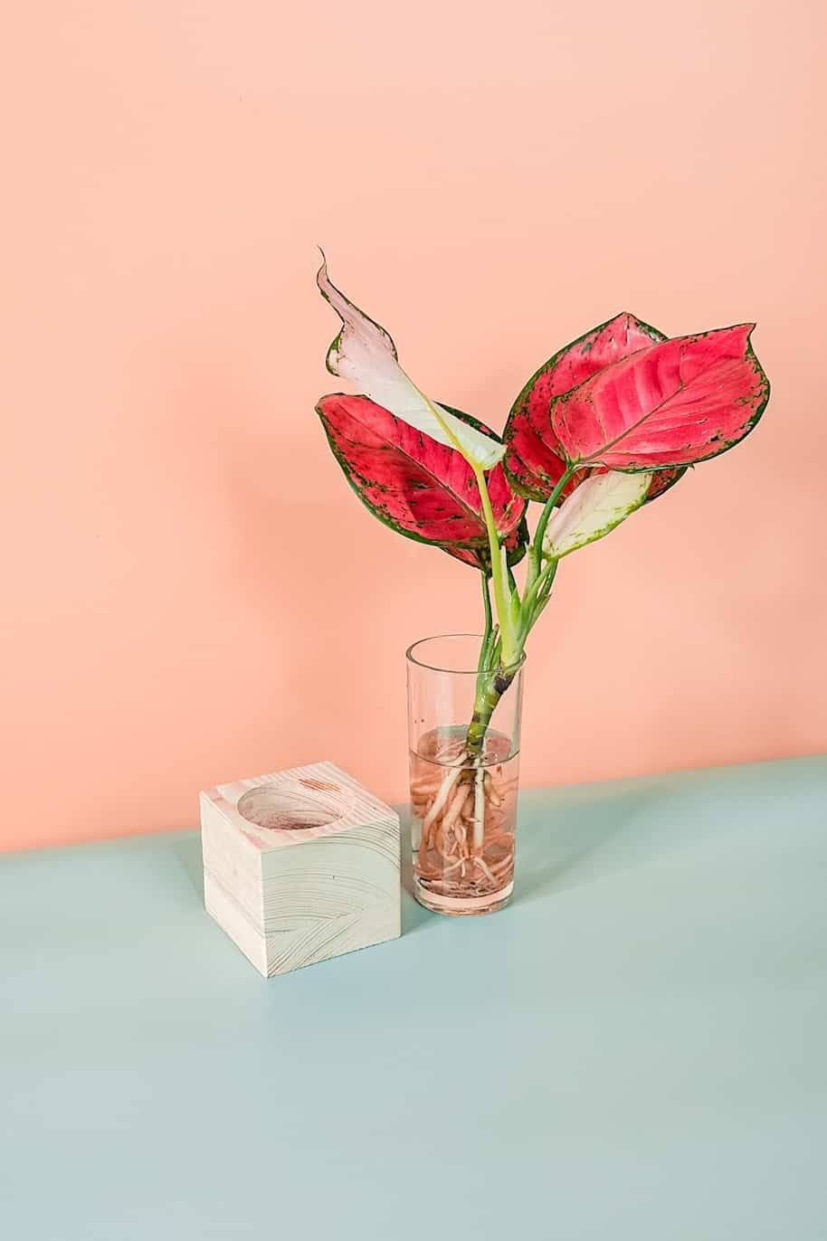 Aglaonema_Red_Cubo_-a1-_plantshopme