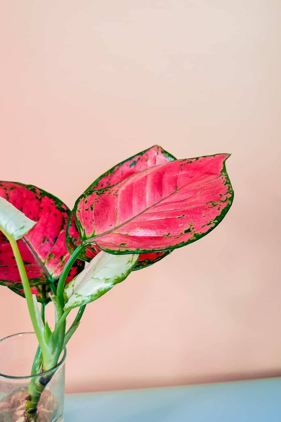 Aglaonema_Red_Cubo_-a2-_plantshopme.jpg