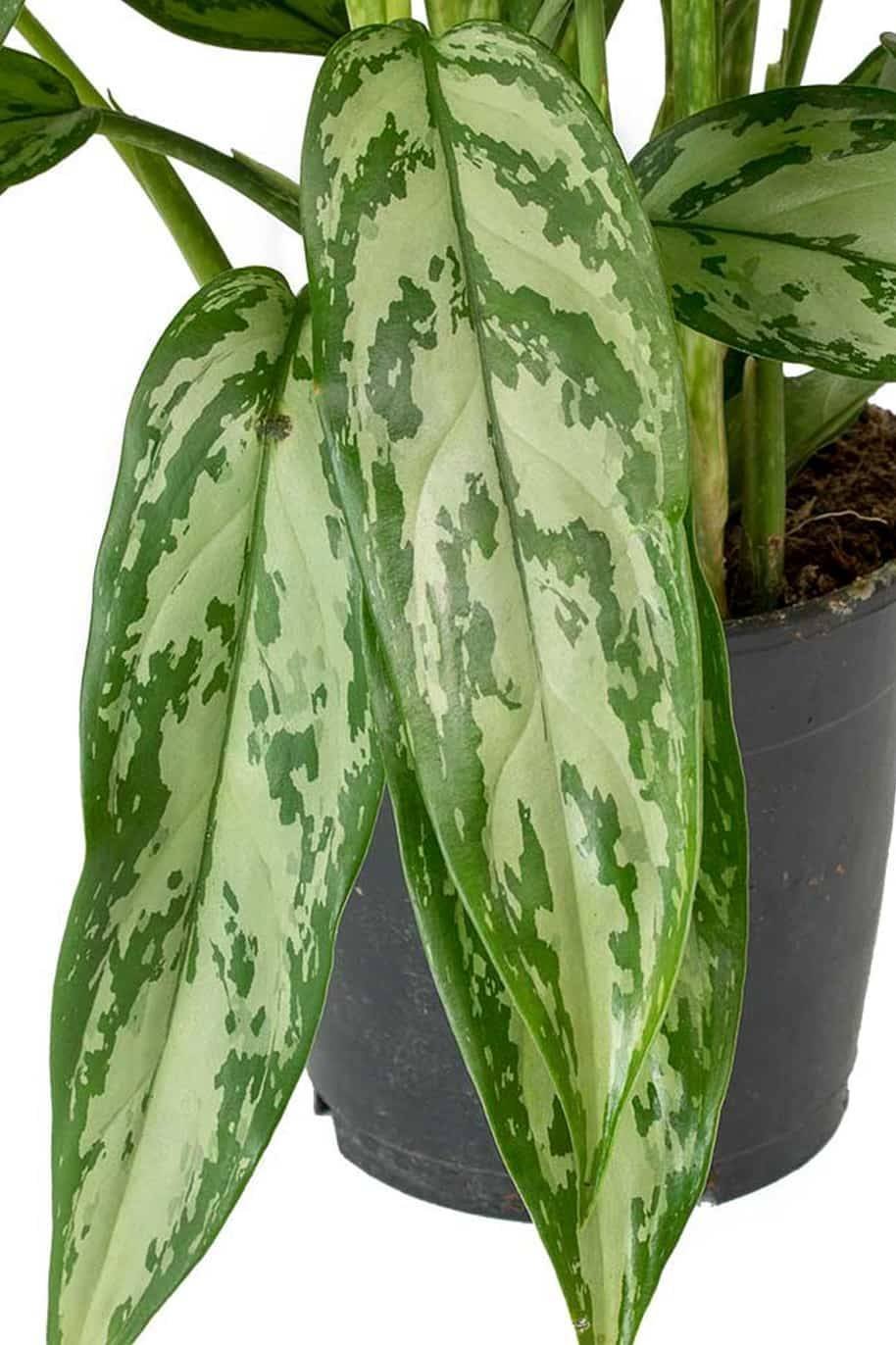 Aglaonema_Silver_Queen_-1-_plantshopme-2