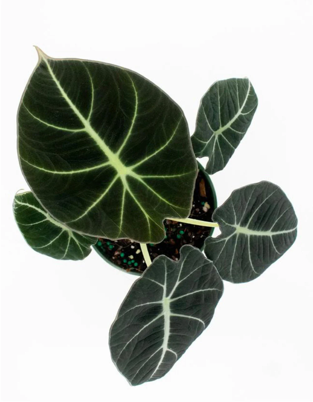 Alocasia-Black-Velvet