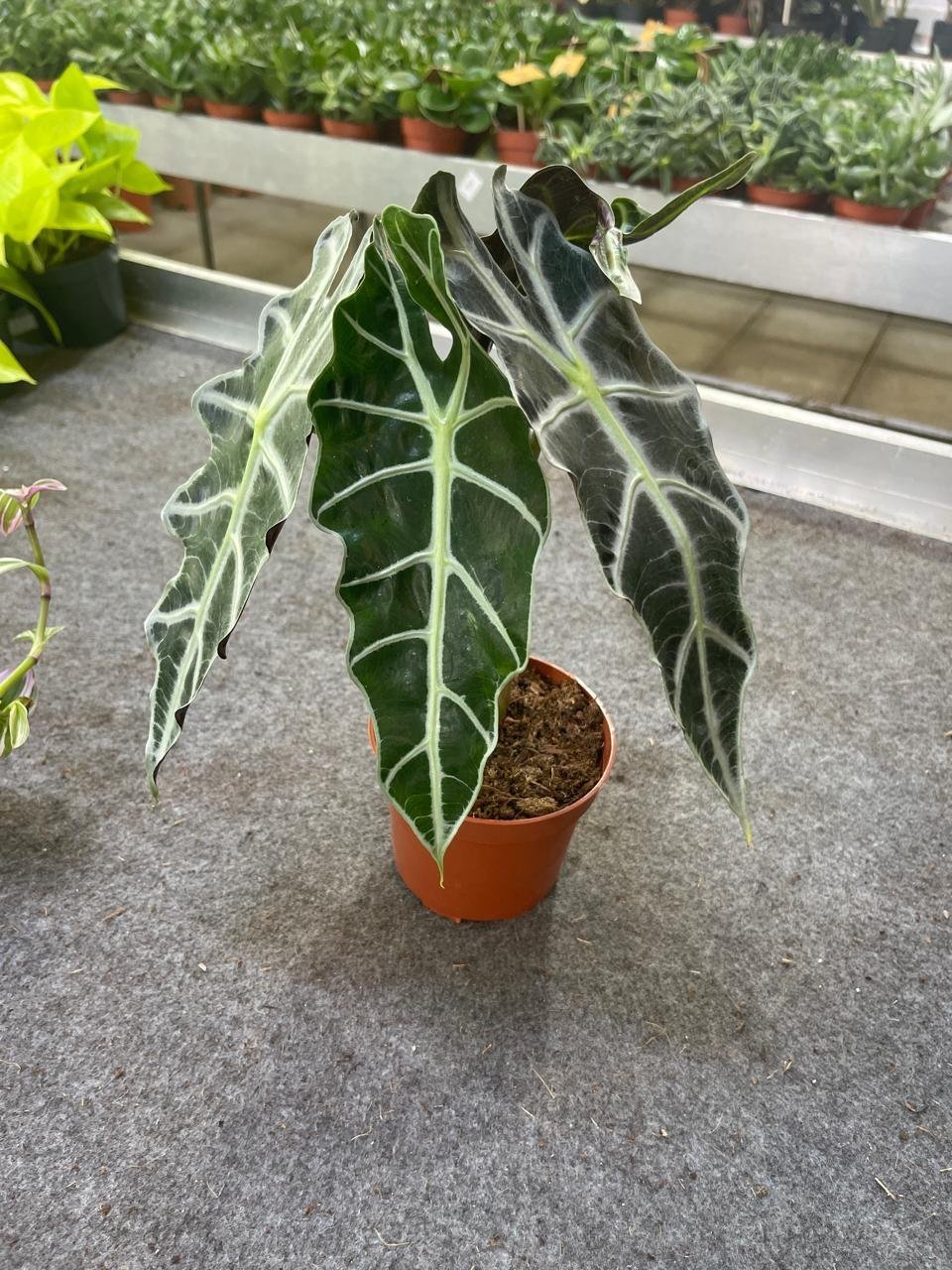 Alocasia.jpg