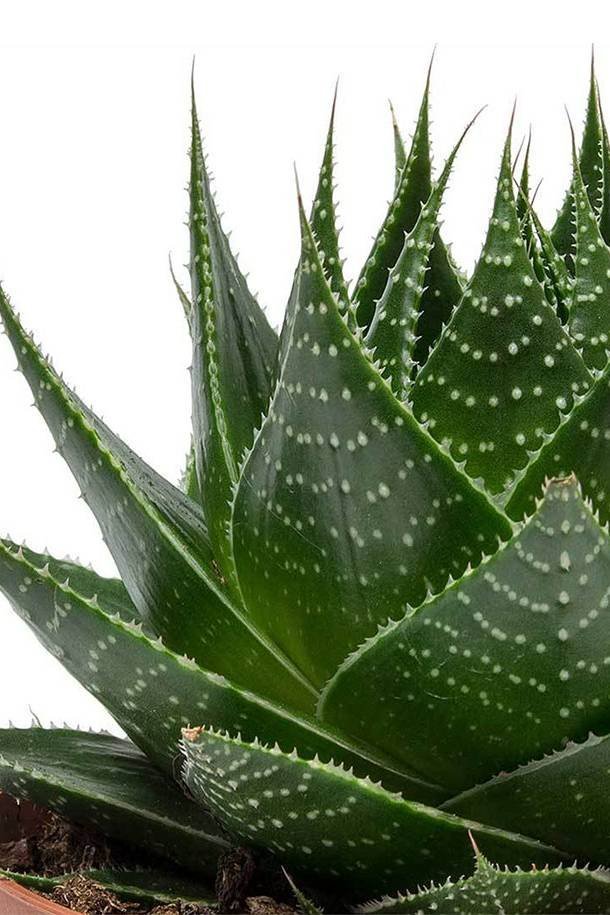 Aloe-Cosmo.jpg