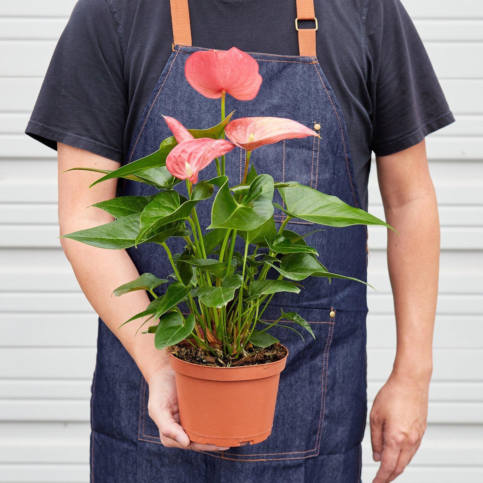 Anthurium-Pink-.jpg