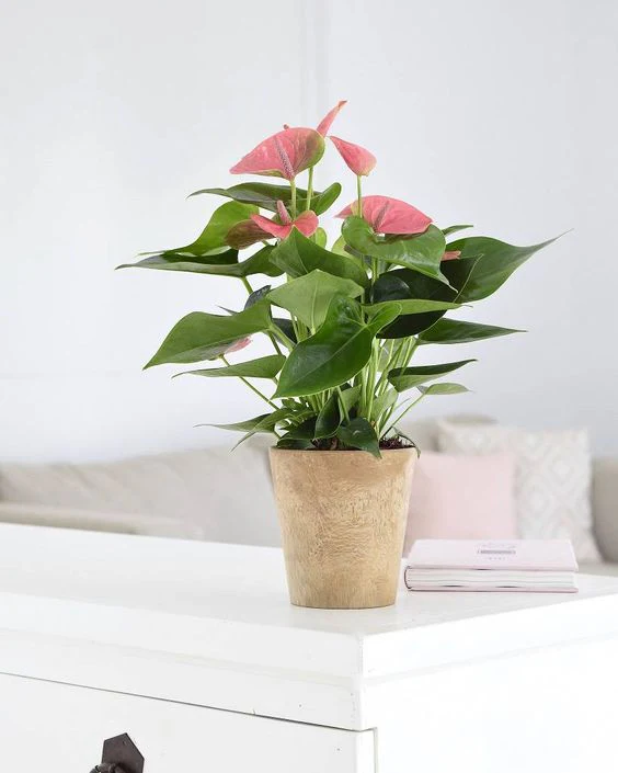 Anthurium-Pink-.webp
