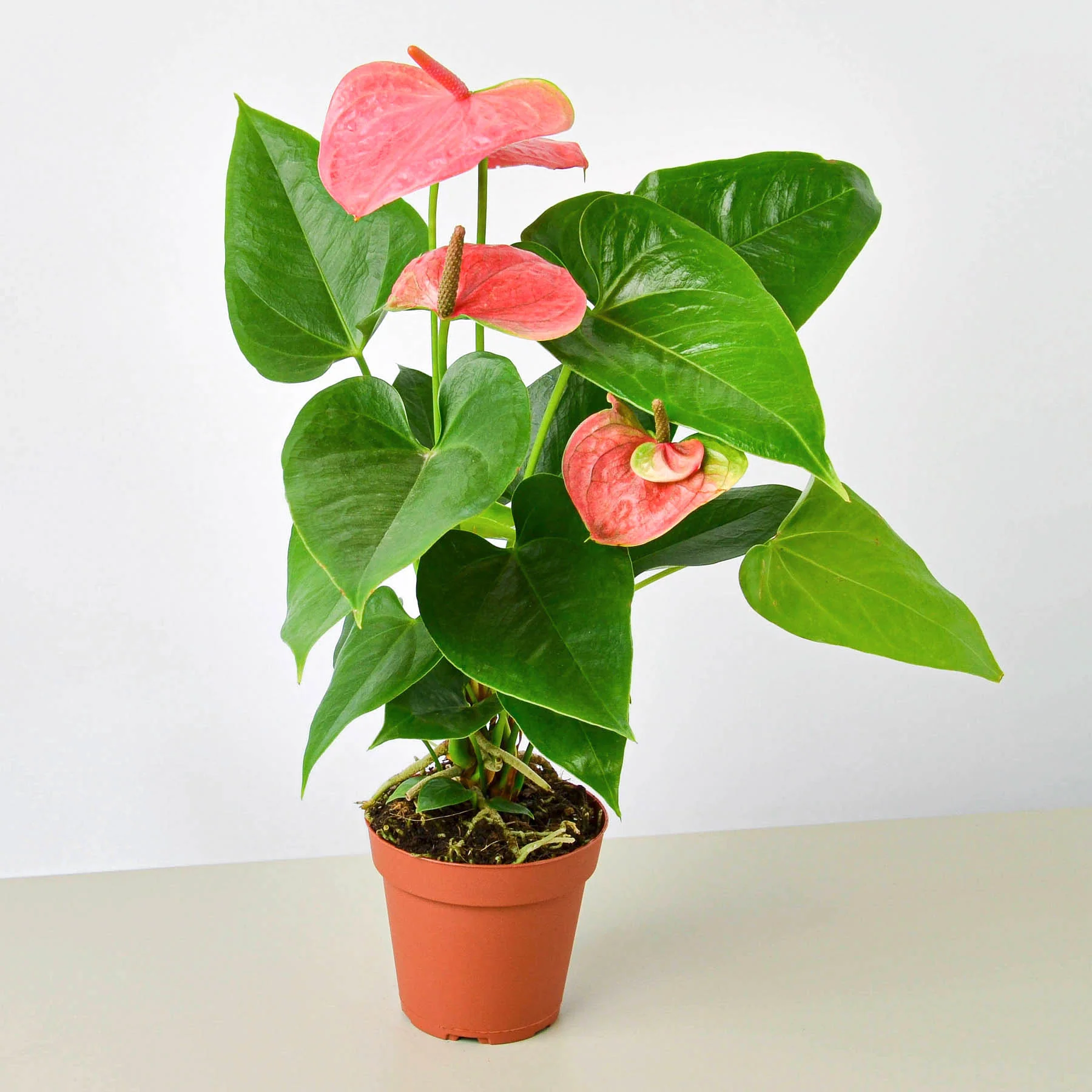 Anthurium-Pink-1-1.webp