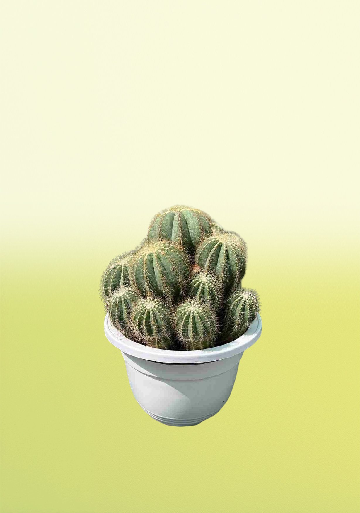 Ball-Cactus-nline.jpg