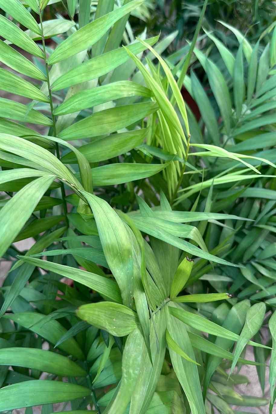 Bamboo_Palm_China_80cm-1-plantshop_me.jpg