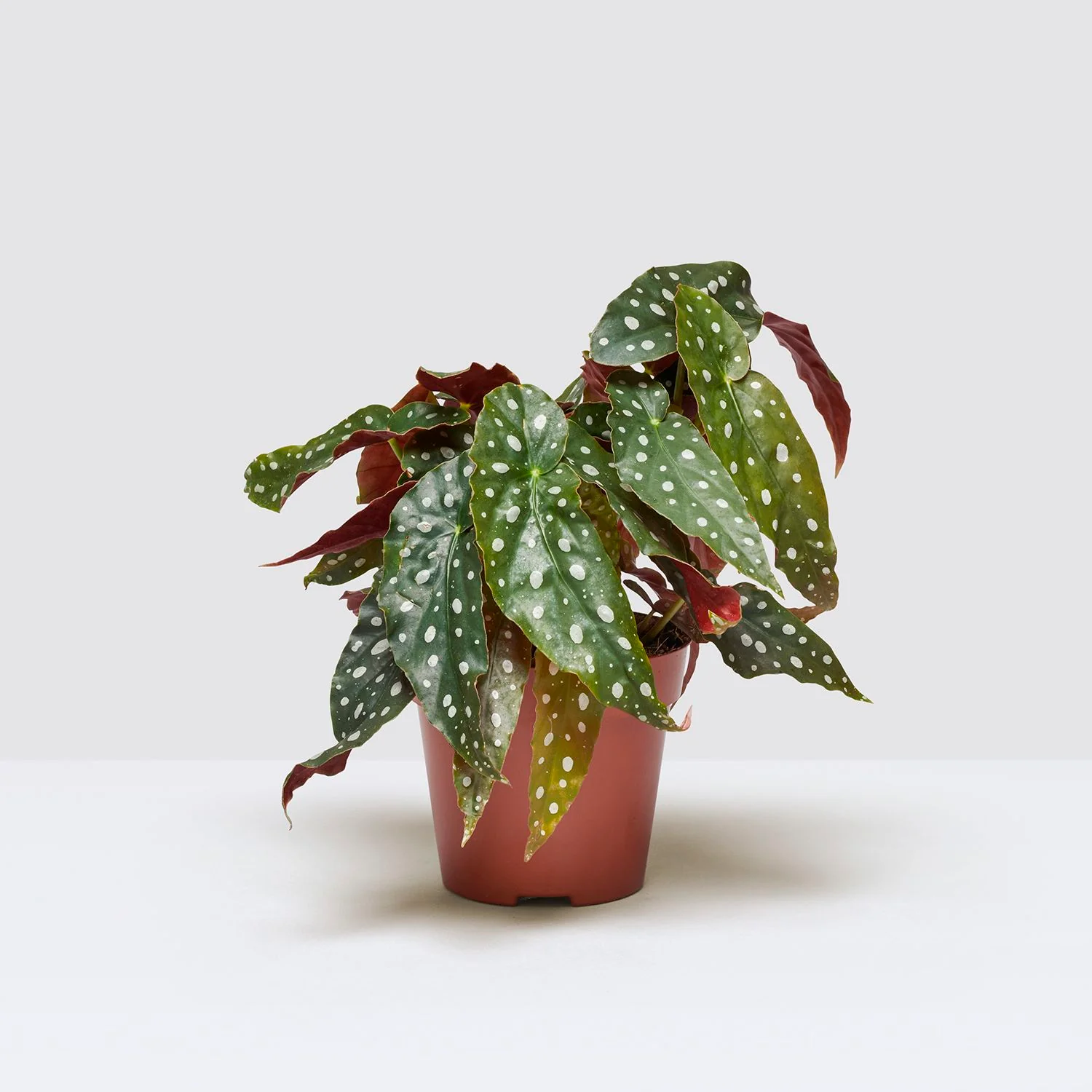 Begonia-greenplantshop.webp