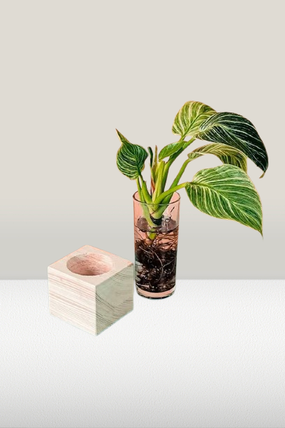 Berkin-Cubo-Indoor-Plants.png