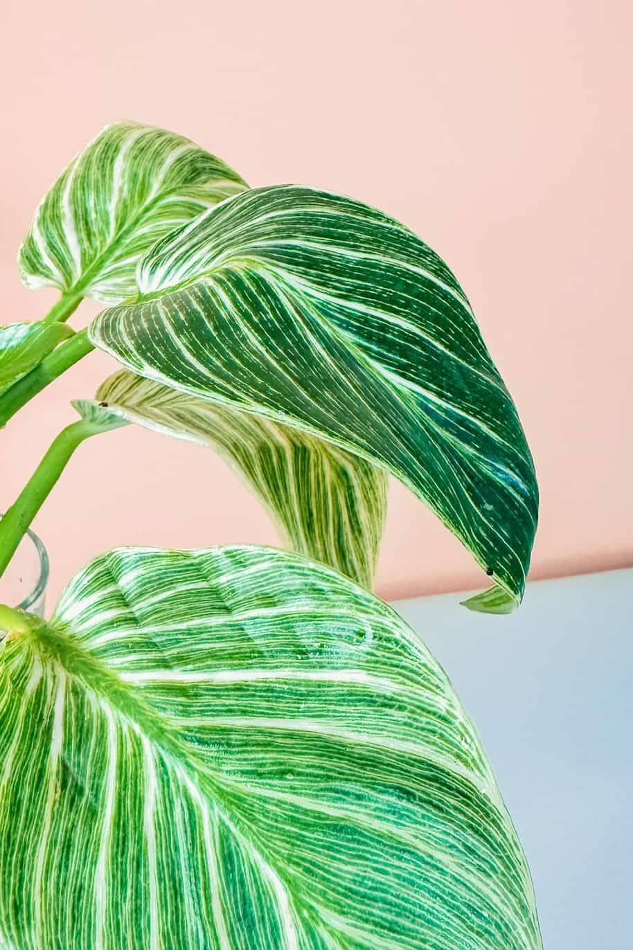 Berkin_Cubo_-3a-plantshopme-1