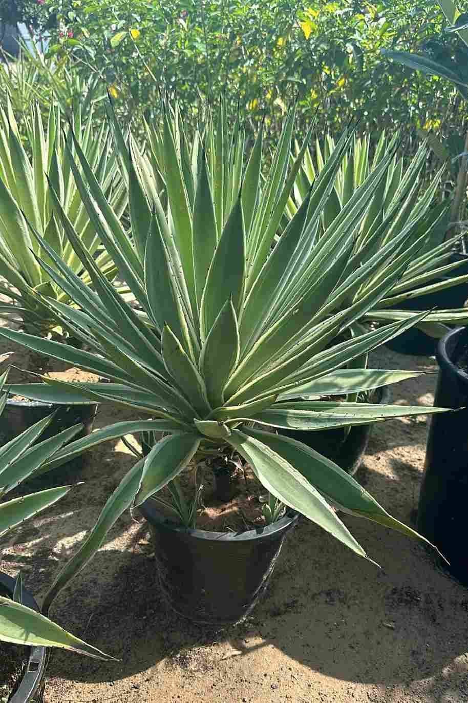 Black-Spined-Agave-Variegated-1.jpg