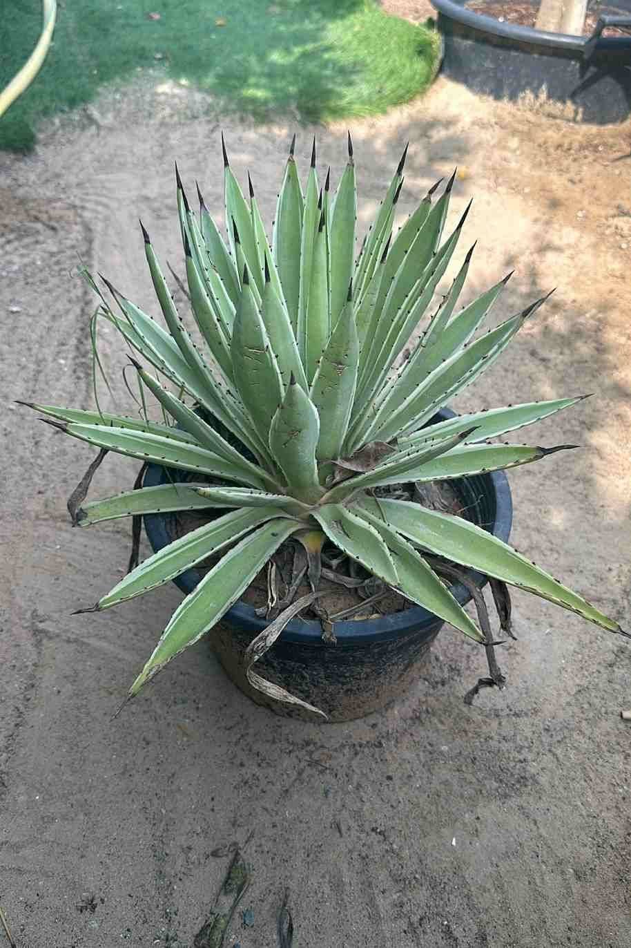 Black-Spined-Agave-Variegated.jpg