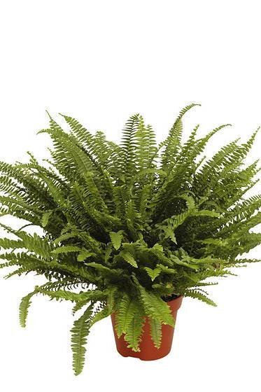 Boston-Fern-1.jpg