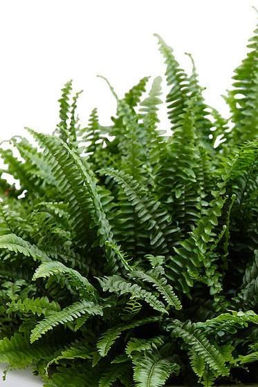 Boston-Fern.jpg