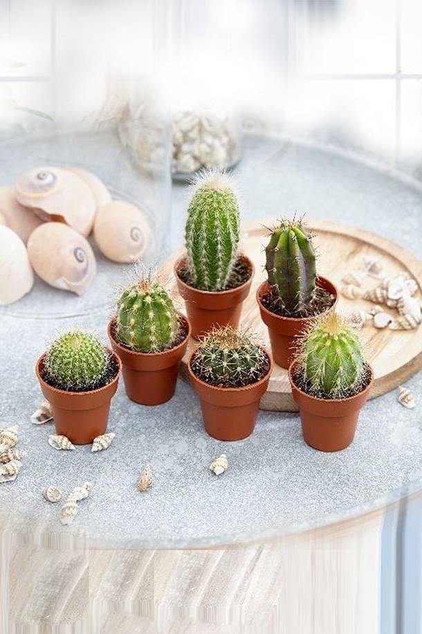 Cactus-Collection