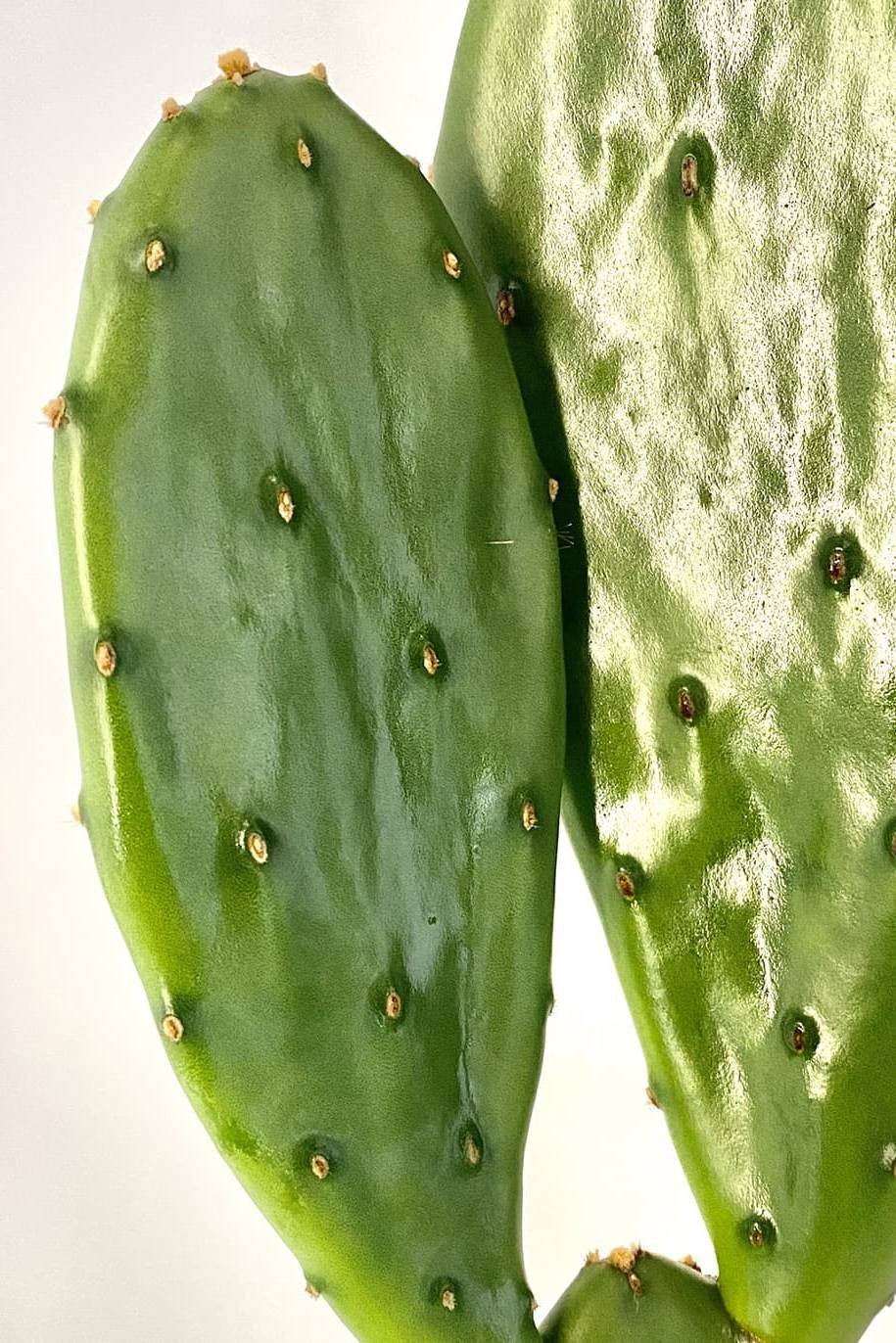 Cactus-Prickly-Pears