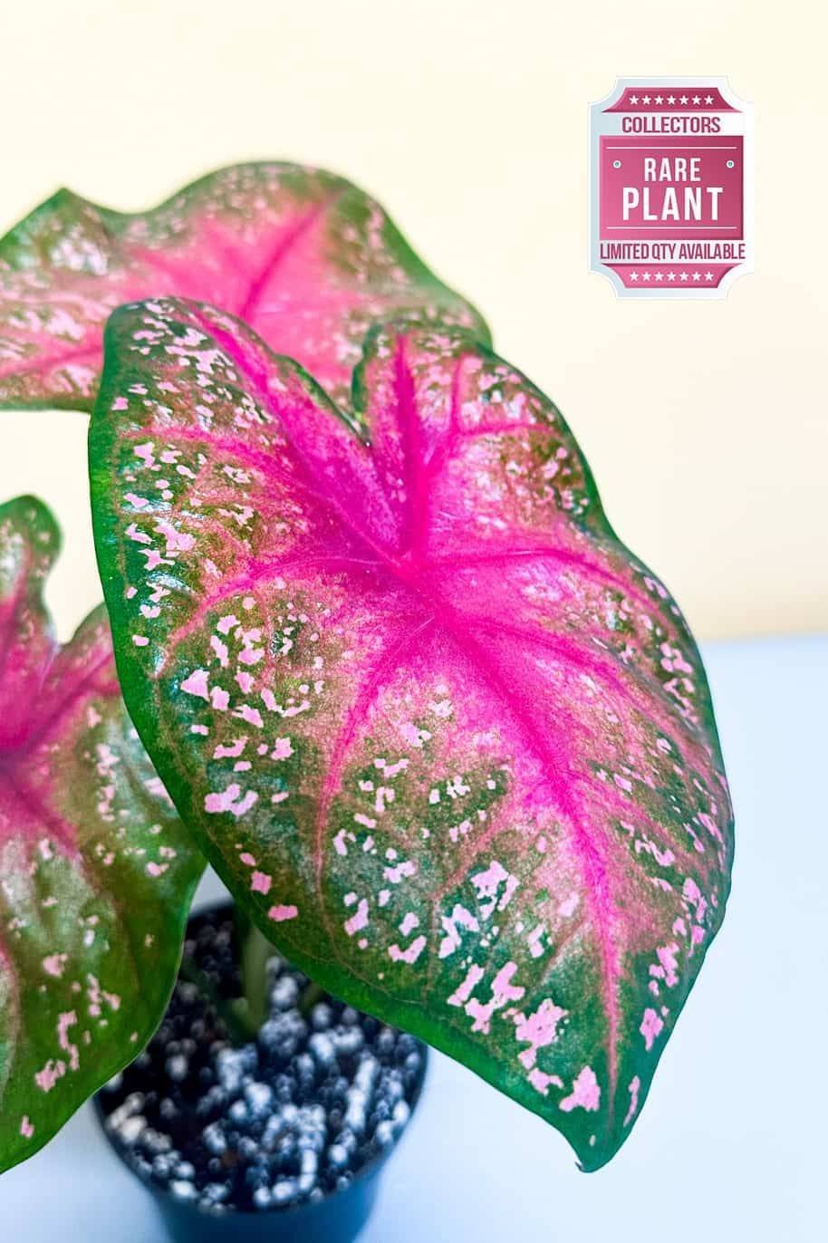 Caladium-Calypso-Indoor-Plants